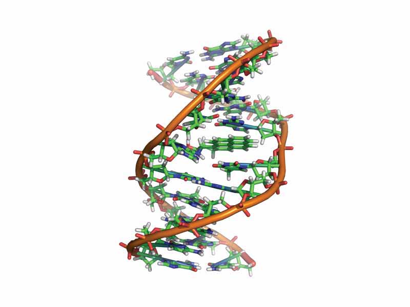 File:Benzopyrene DNA.jpg