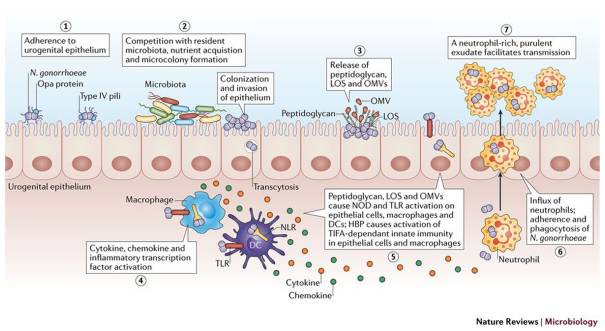 File:N. gonorrheae host adaptation, virulence factors and pathogenesis.jpg