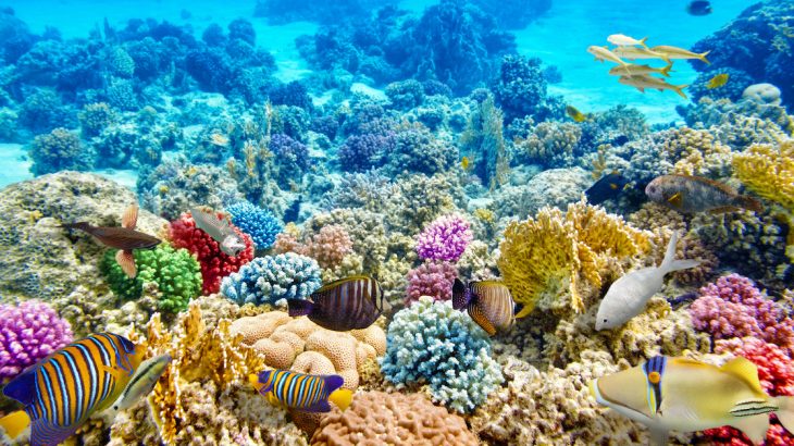 File:Modern day coral reefs.jpg