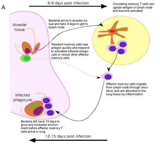 File:Naïve T cell activation in the draining lymph nodes.png