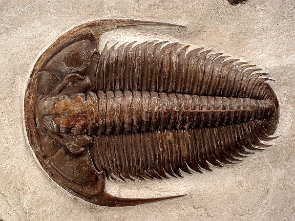 File:Trilobite fossil.jpg