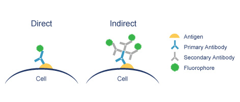 File:Direct-vs-indirect-immunofluorescence.jpg