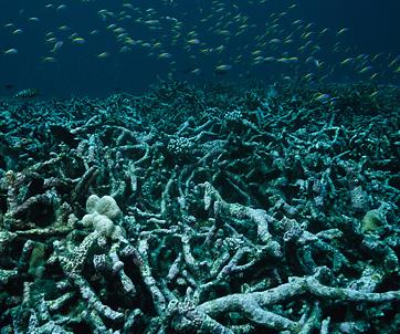 File:Coral reefs 09.jpg