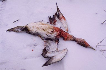 File:Dead-oiled-seabird-kuroshima-dutch-harbor-spill noaa 356.jpg