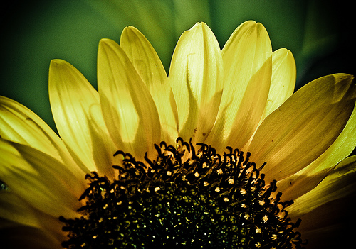File:Sunflower.jpg