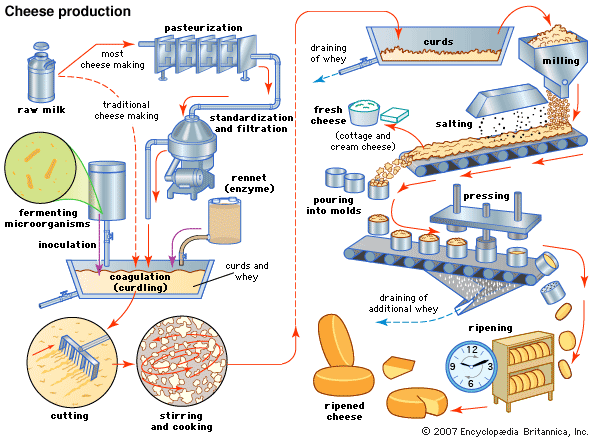Cheese-production.gif