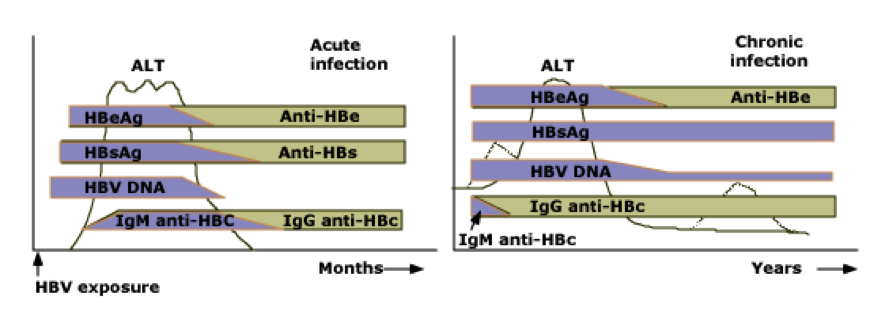 Hepatitis HBV.png