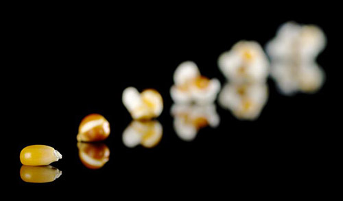 popcorn kernel diagram