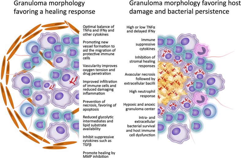 File:Figure 1. Granuloma formation favoring healing response vs. host damage and bacterial persistence.jpg