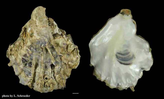 File:Crassostrea gigas or The Pacific Oyster - Image taken by Linda Schroeder of The Pacific Northwest Shell Club.jpg