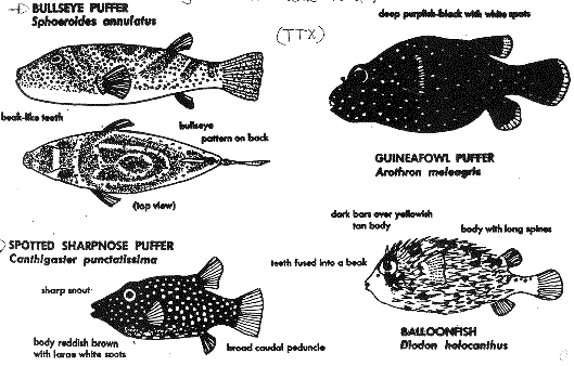 File:L12.fig12putterfish.gif
