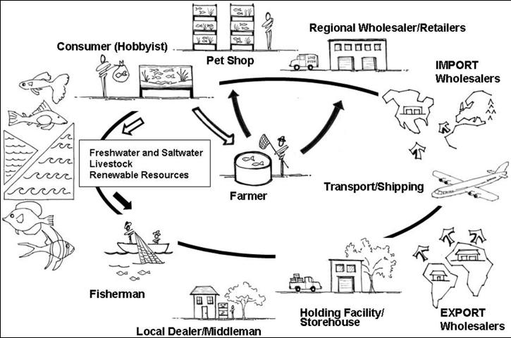 File:Fish Trade Process Schematic.jpg