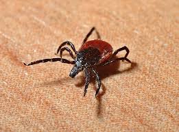 File:Ticks - the primary vector of R. rickettsii and many other diseases.jpg