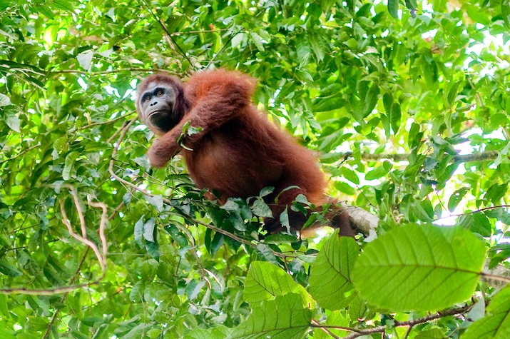 File:An orangutan (Pongo pygmaeus) among the foliage in East Kalimantan.jpg