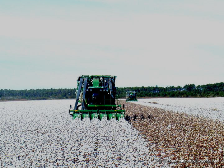 File:Cotton Harvest at Open Grounds Farm in eastern North Carolina (20).jpg