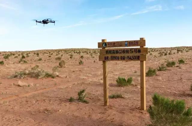 File:Drone working in Alxa Desert Ant Forest Field 5.jpg
