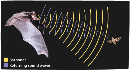 File:Echolocation in Bats.jpg
