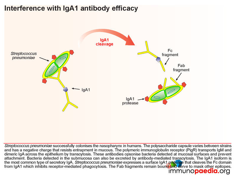 File:Interference with IgA1 antibody efficacy.jpg