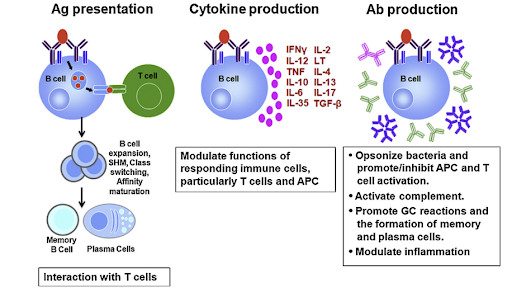 File:Mechanisms by which B cells shape the immune response to M. tuberculosis.png