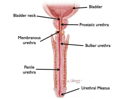 File:The Male Urethra.png