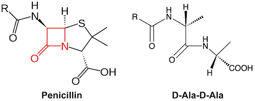 File:The mimicry of beta-lactam antibiotics to D-alanyl-D-alanine.jpg