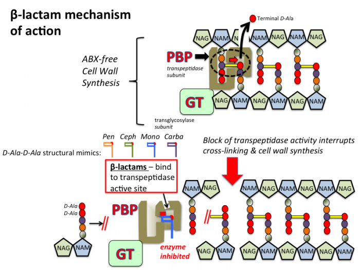 File:Beta-lactam mechanism.png