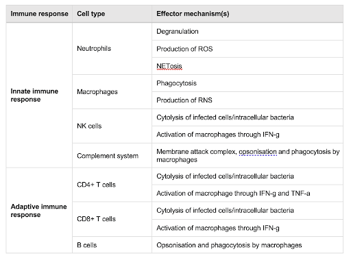 File:Overview of the effector functions of cells involved in the innate and adaptive response.png