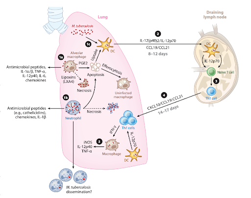 File:Overview of the cellular immune response to Mtb.png