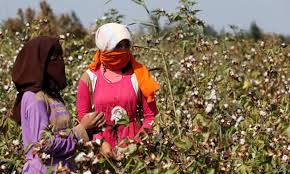 File:Cotton farming.jpg