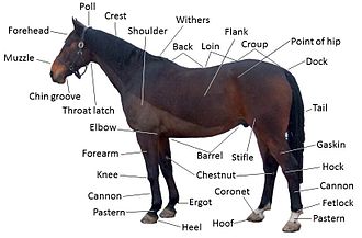 File:Points of a Domestic Horse.jpg