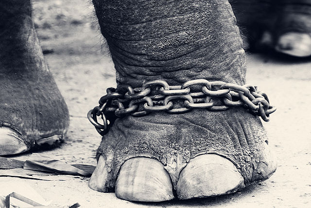 File:Chained elephant.jpg