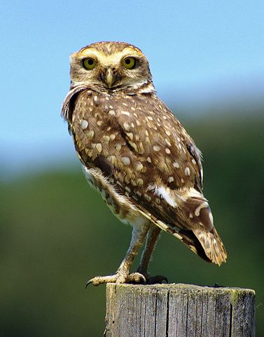 File:Athene cuniculariaa owl.jpg