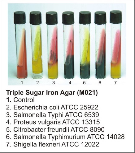 File:Figure 10. TSI results for various enteric pathogens. Reprinted from (11).jpg