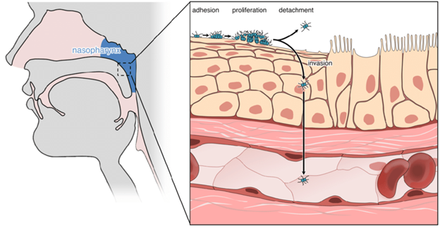 File:Figure 4 Adhesion and lifecycle of N. meningitidis in the human nasopharynx.png