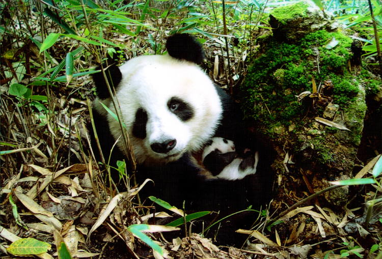 File:Panda in Sichuan Giant Panda Sanctuaries - Wolong, Mt Siguniang and Jiajin Mountains.jpg