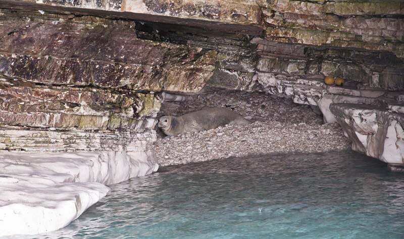 File:Mediterranean monk seal in a cave.jpg