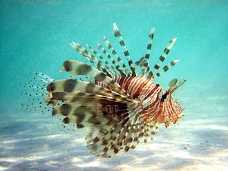 File:The venomous spines of the lionfish protect them from attackers.jpg