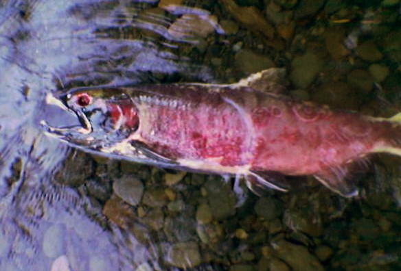 File:Dead salmon during spawning season in the Columbia River Basin.jpg