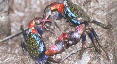 File:Grapsoid crab (Metopograpsus sp.).png