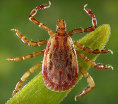 File:Rocky Mountain wood tick.png