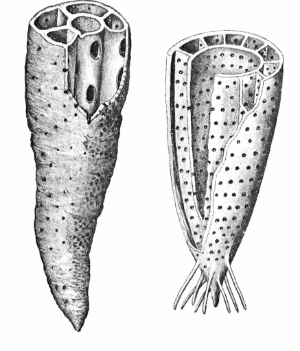 File:Archaeocyatha Lower Cambrian.jpg