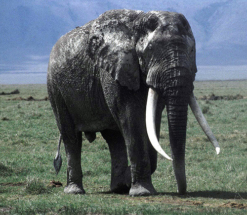 File:Bull elephant.jpg