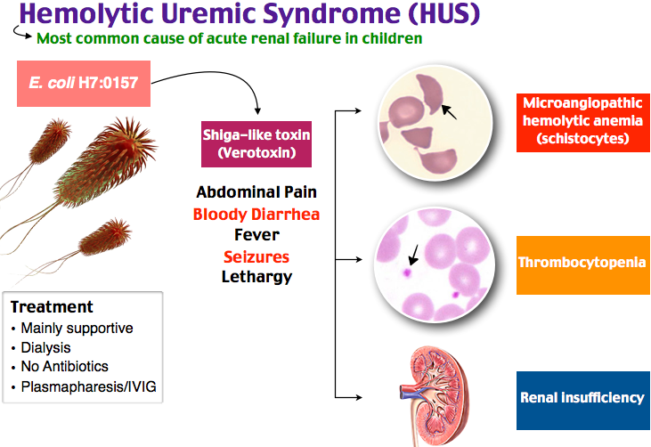 File:HUS Syndrome.png