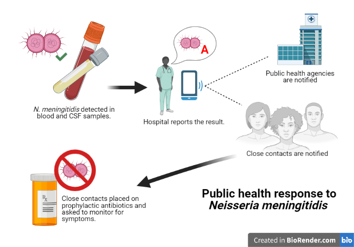 File:Meningitis Public Health Graphic.png