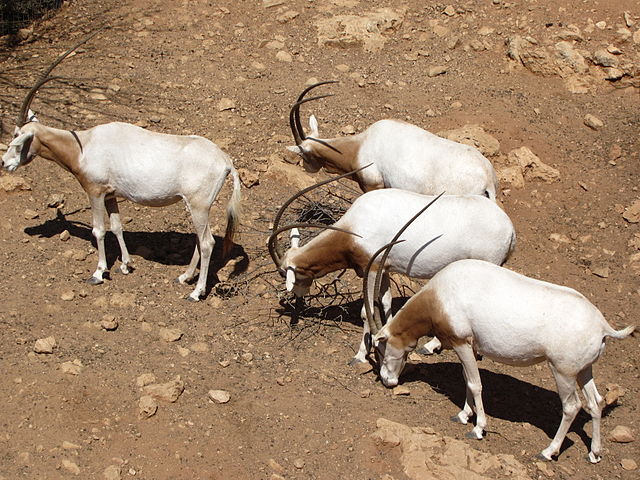 File:Group of Arabian oryx.jpg