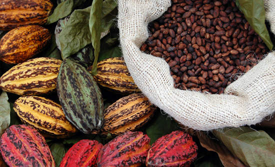File:Cocoa Beans and Pods.jpg