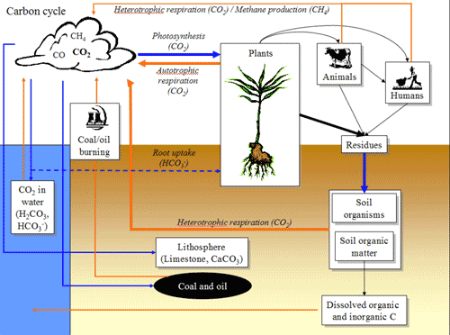 File:Carbon cycle.gif