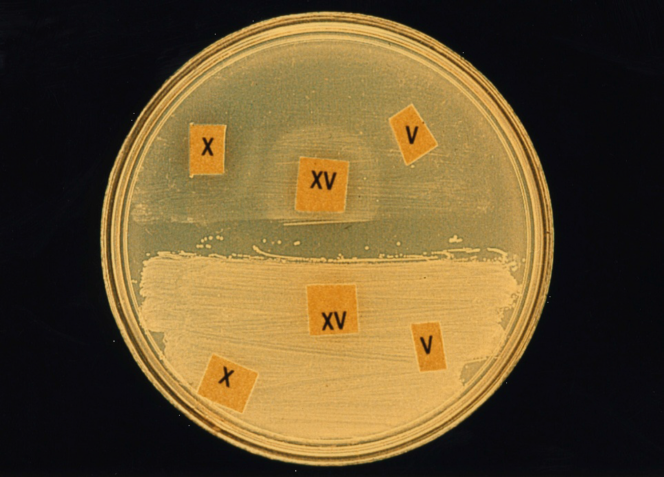 Haemophilus parainfluenzae что это