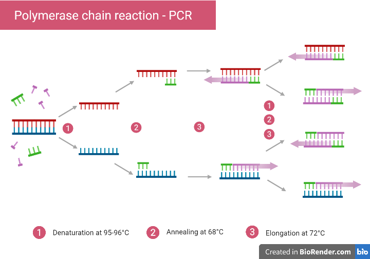 File:Polymerase Chain Reaction (PCR).png