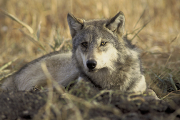 File:Image of a gray wolf in the wild.jpg
